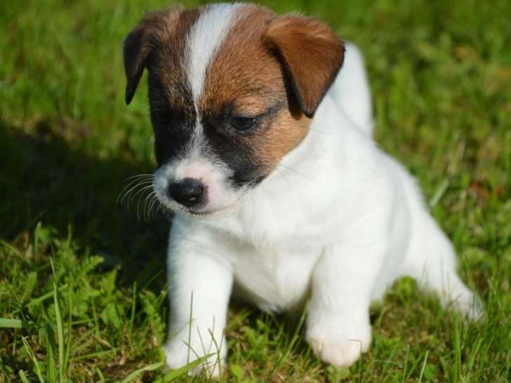6 chiots Jack Russells Terriers LOF à vendre