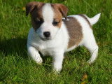 6 chiots Jack Russells Terriers LOF à vendre