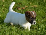 6 chiots Jack Russells Terriers LOF à vendre