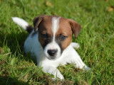 6 chiots Jack Russells Terriers LOF à vendre