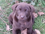 3 chiots Labradors LOF à vendre, nés en août 2025