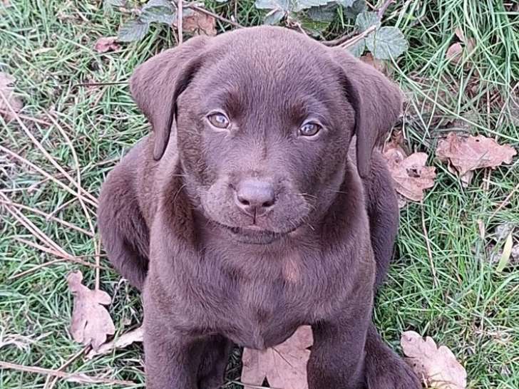 3 chiots Labradors LOF à vendre, nés en août 2025