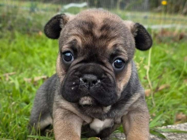 1 chiot Bouledogue Français LOF à réserver, femelle fauve charbonné de septembre 2025