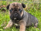 1 chiot Bouledogue Français LOF à réserver, femelle fauve charbonné de septembre 2025