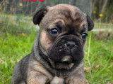 1 chiot Bouledogue Français LOF à réserver, femelle fauve charbonné de septembre 2025
