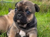 1 chiot Bouledogue Français LOF à réserver, femelle fauve charbonné de septembre 2025