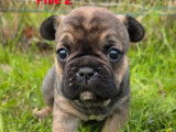1 chiot Bouledogue Français LOF à réserver, femelle fauve charbonné de septembre 2025