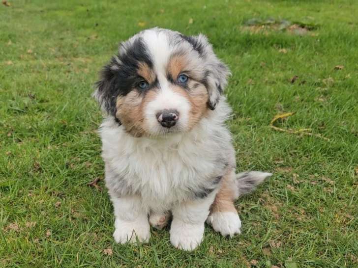 3 chiots Bergers Australiens d’août 2025 LOF à vendre