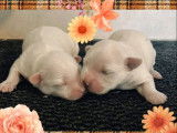 Des chiots Bichons Maltais non-LOF à réserver