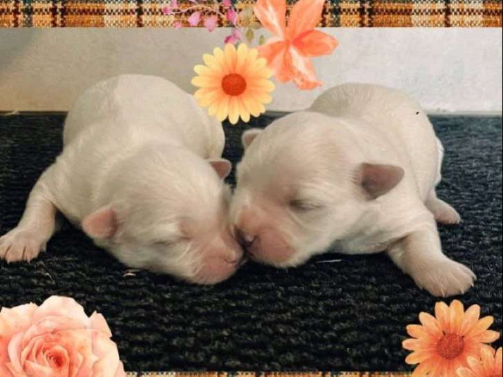 Des chiots Bichons Maltais non-LOF à réserver
