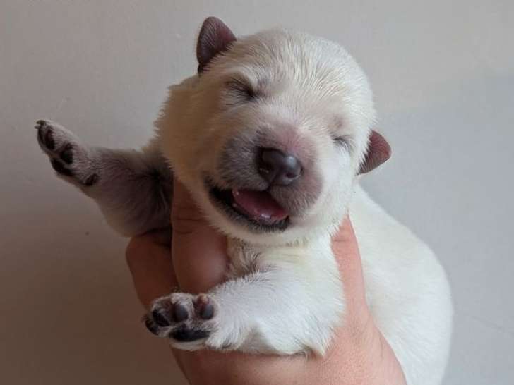 5 chiots Bergers Blancs Suisse LOF à réserver