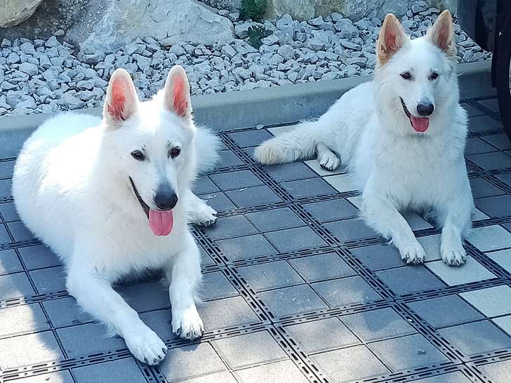 Chiots Berger Blanc Suisse à vendre