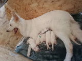 Chiots Berger Blanc Suisse à vendre