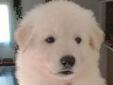 Chiots Berger Blanc Suisse à vendre