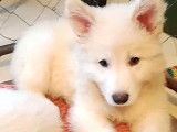 Chiots Berger Blanc Suisse à vendre