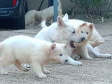 Chiots Berger Blanc Suisse à vendre