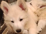 Chiots Berger Blanc Suisse à vendre