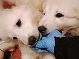 Chiots Berger Blanc Suisse à vendre