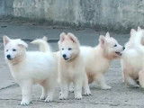 Chiots Berger Blanc Suisse à vendre