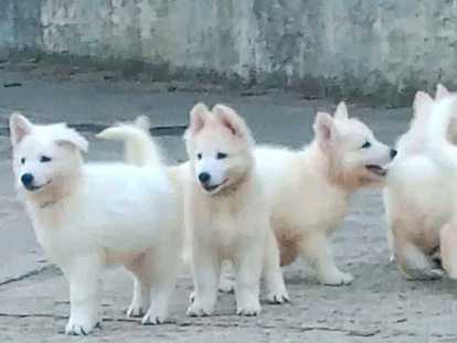Chiots Berger Blanc Suisse à vendre