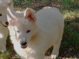 Chiots Berger Blanc Suisse à vendre