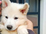 Chiots Berger Blanc Suisse à vendre