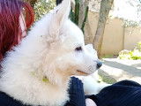 Chiots Berger Blanc Suisse à vendre