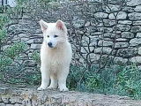 Chiots Berger Blanc Suisse à vendre