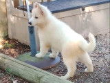 Chiots Berger Blanc Suisse à vendre