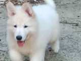 Chiots Berger Blanc Suisse à vendre