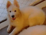 Chiots Berger Blanc Suisse à vendre
