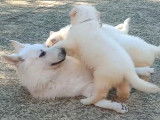Chiots Berger Blanc Suisse à vendre