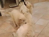 Chiots Berger Blanc Suisse à vendre