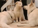 Chiots Berger Blanc Suisse à vendre