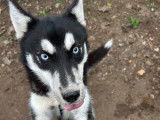 1 chiot femelle Husky LOF à vendre