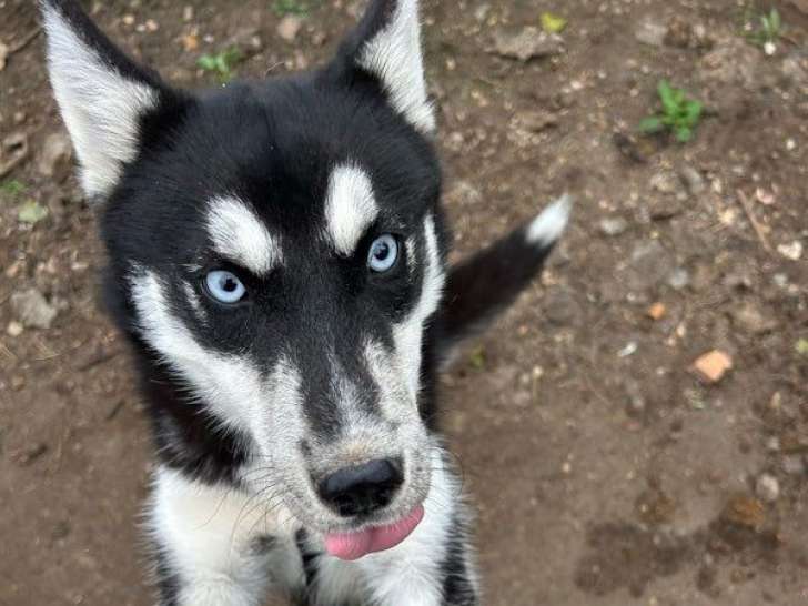 1 chiot femelle Husky LOF à vendre