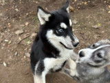 1 chiot femelle Husky LOF à vendre