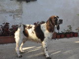 1 chiot Springer Spaniel LOF à vendre