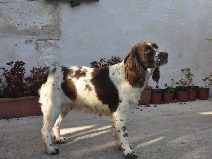 1 chiot Springer Spaniel LOF à vendre