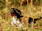 1 chiot Springer Spaniel LOF à vendre