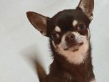 1 chien Chihuahua LOF mâle à vendre, né en 2023