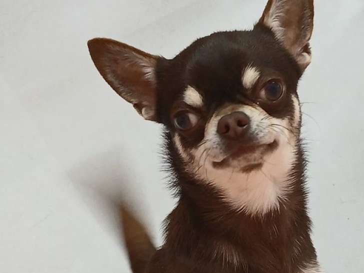 1 chien Chihuahua LOF mâle à vendre, né en 2023
