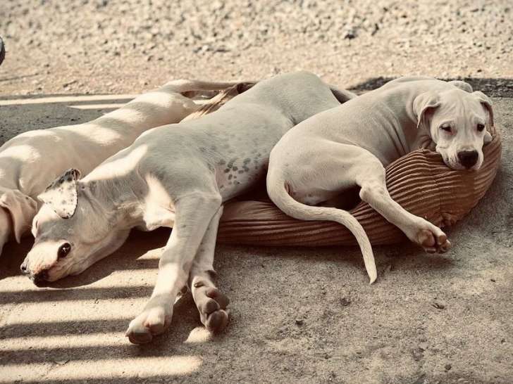 4 chiots Dogues Argentins LOF à vendre, femelles blanches de juin 2025