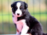4 chiots Border Collies LOF à réserver