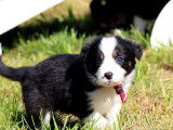4 chiots Border Collies LOF à réserver