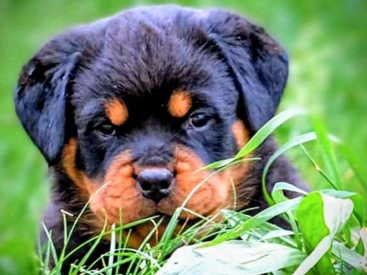 10 chiots Rottweilers LOF à réserver, mâles et femelles noirs et feu de septembre 2025