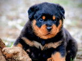 10 chiots Rottweilers LOF à réserver, mâles et femelles noirs et feu de septembre 2025