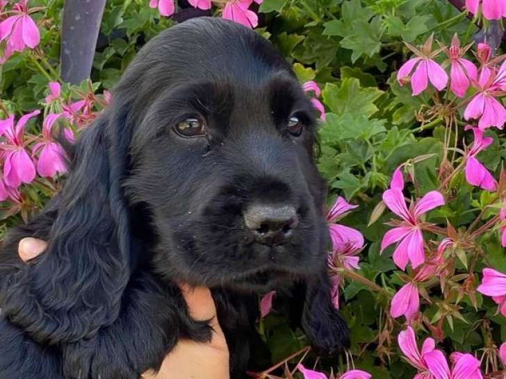 8 chiots Cockers Spaniel Anglais LOF à réserver