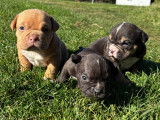Chiots American Bully standards à vendre
