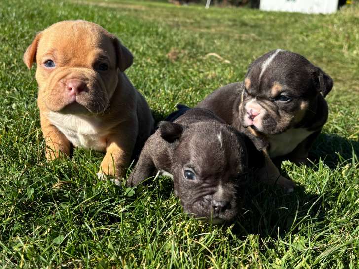 Chiots American Bully standards à vendre